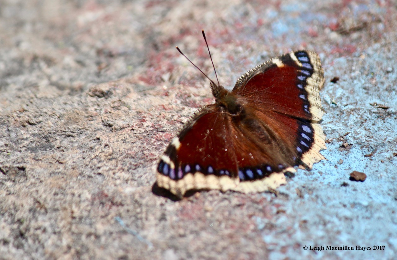 p-mourning cloak 1