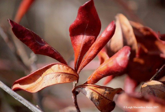 p-northern bayberry leaves