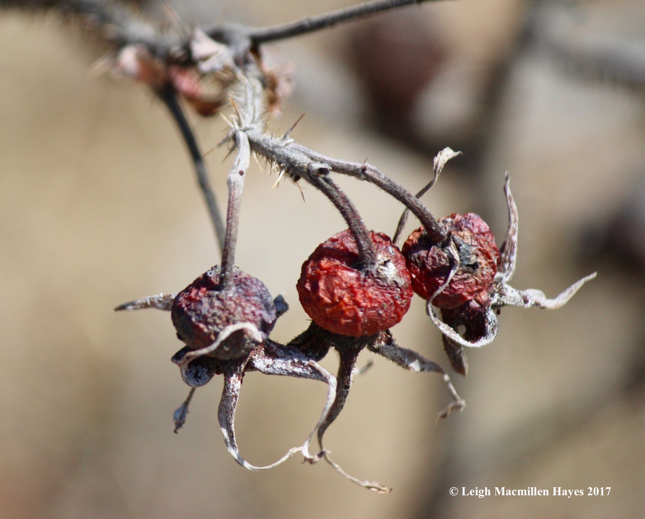 p-rose hips, Dad