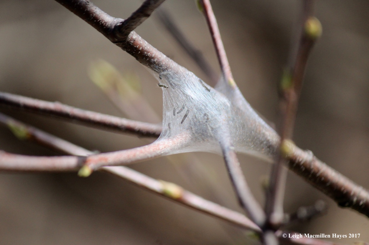 p-tent caterpillars