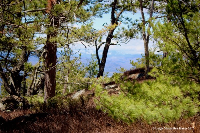 p-view from lunch rock