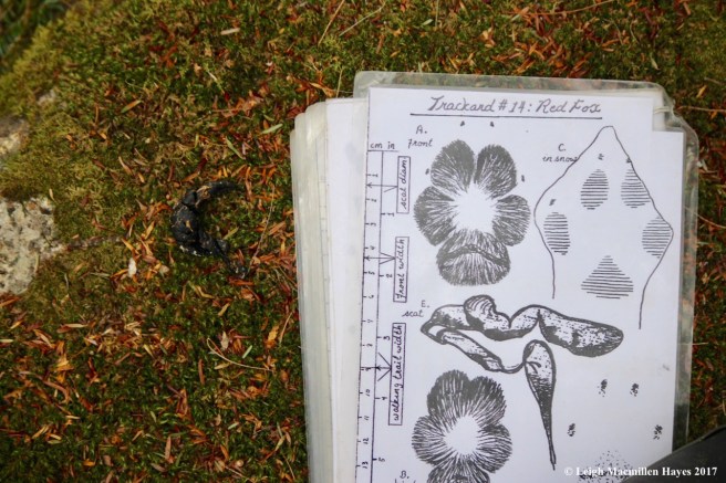 v-fox scat beside vernal pool