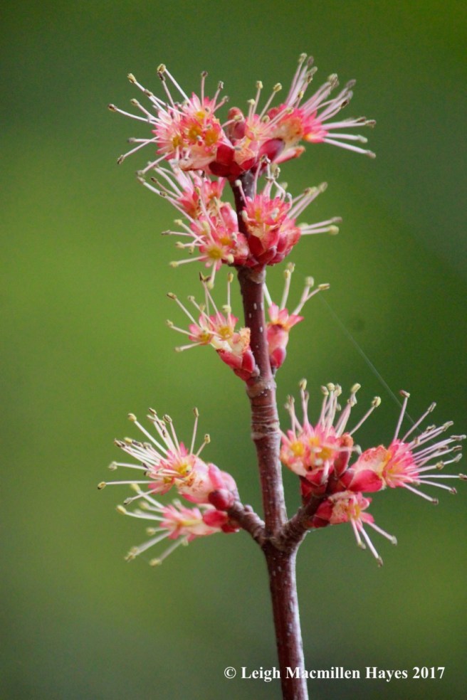 v-red maple flowers 1