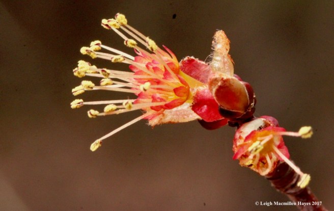 v-red maple flowers 2