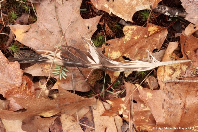 v-sharp-shinned hawk feather?