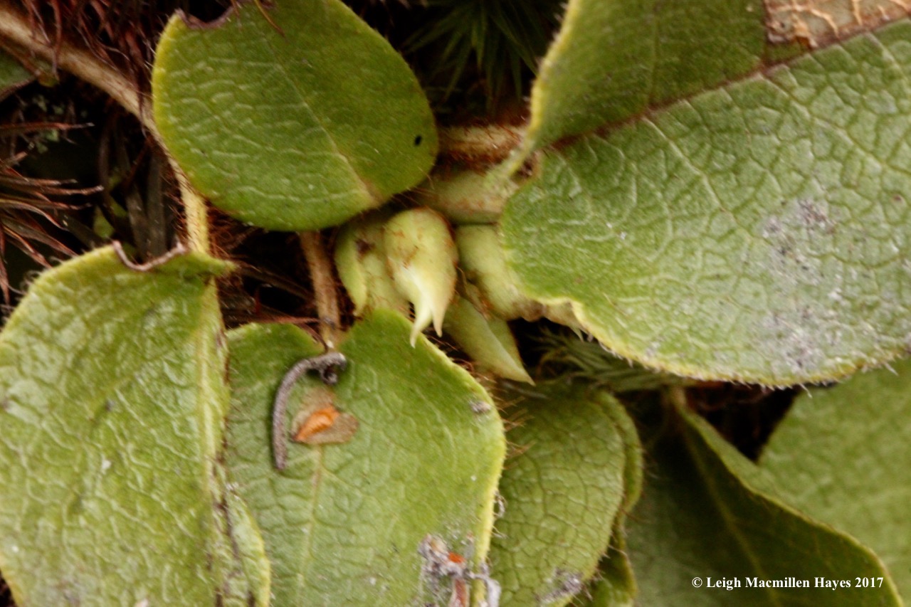 v-trailing arbutus 1