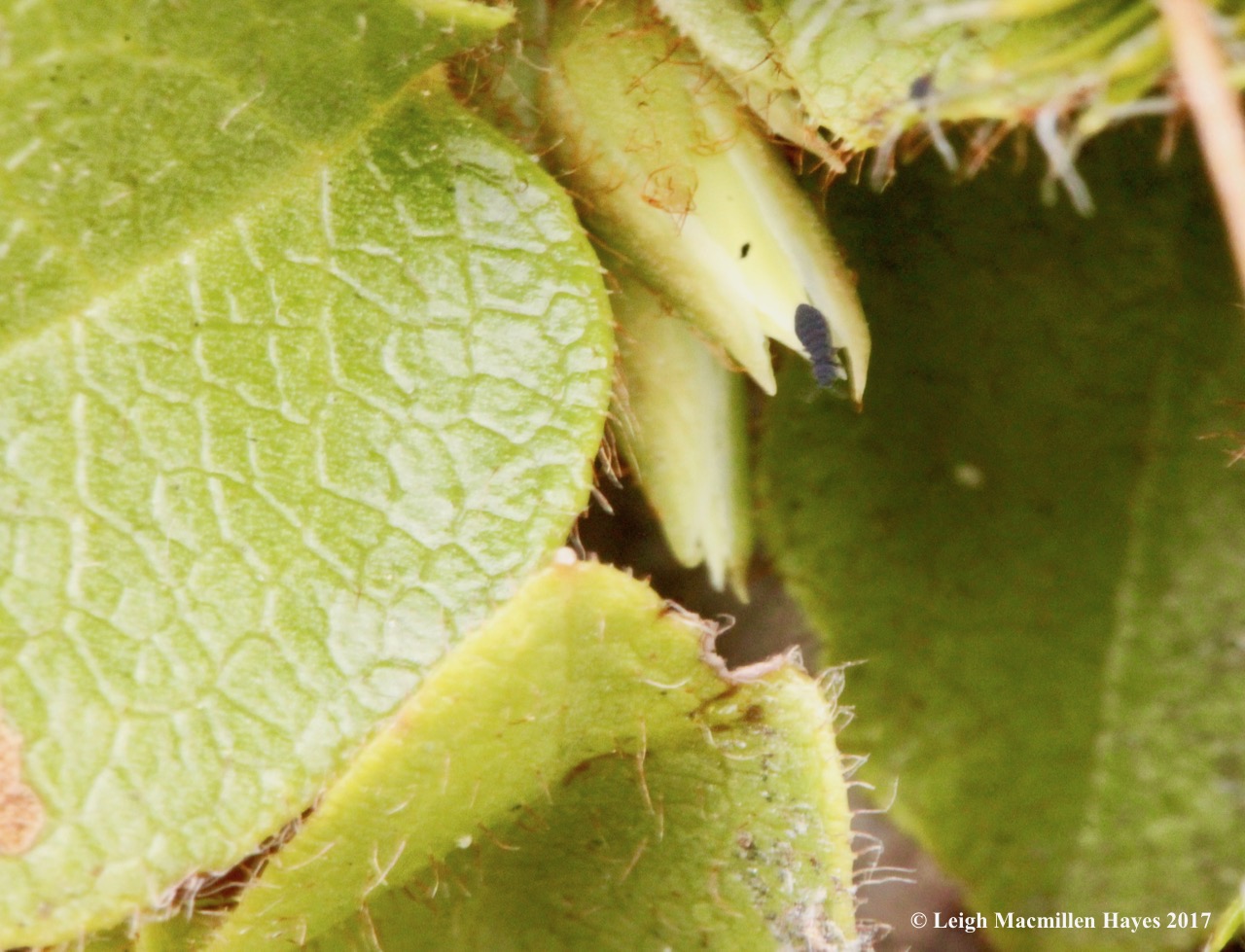 v-trailing arbutus 2