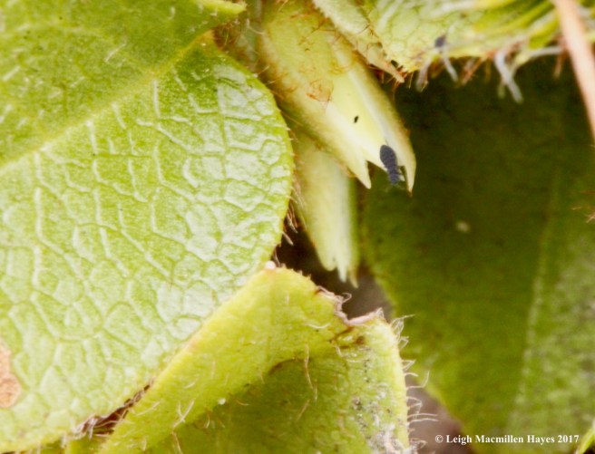 v-trailing arbutus 2