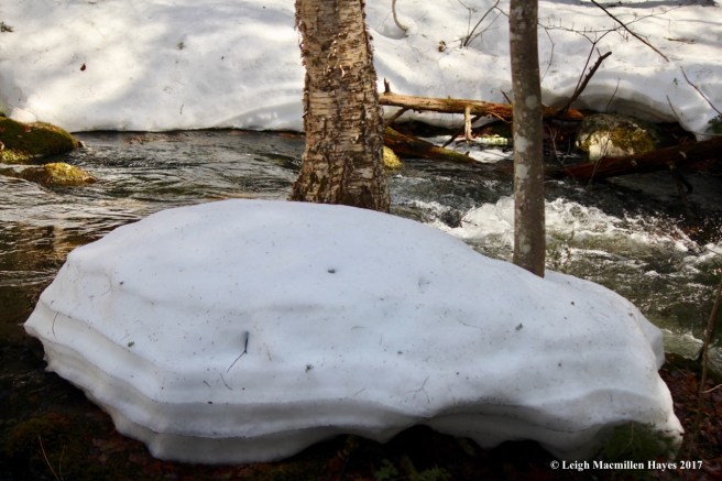 w-snow layers by yellow birch