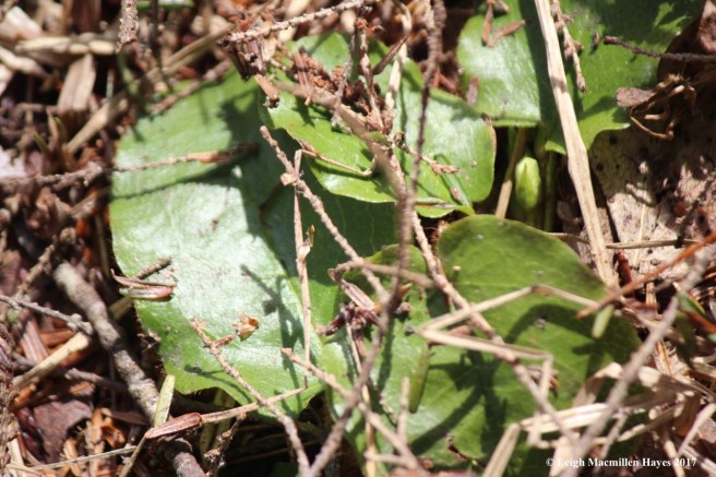 w-trailing arbutus leaves