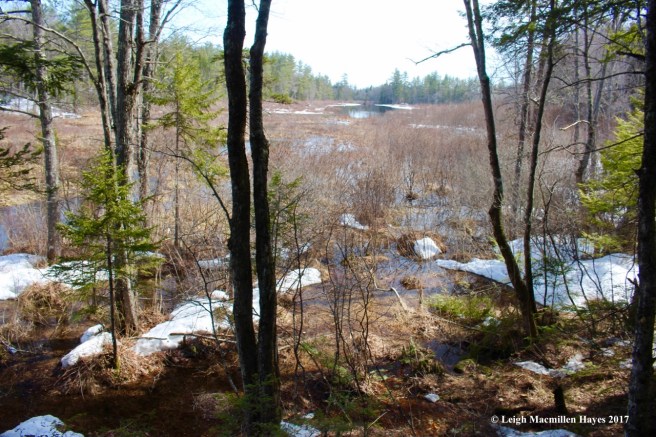 w-Wilson Wing Moose Pond Bog