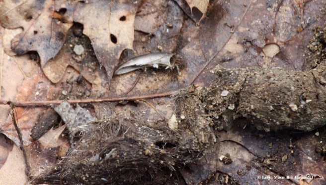 b-coyote scat toenail