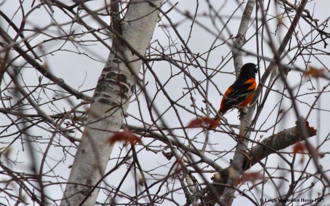b-oriole singing