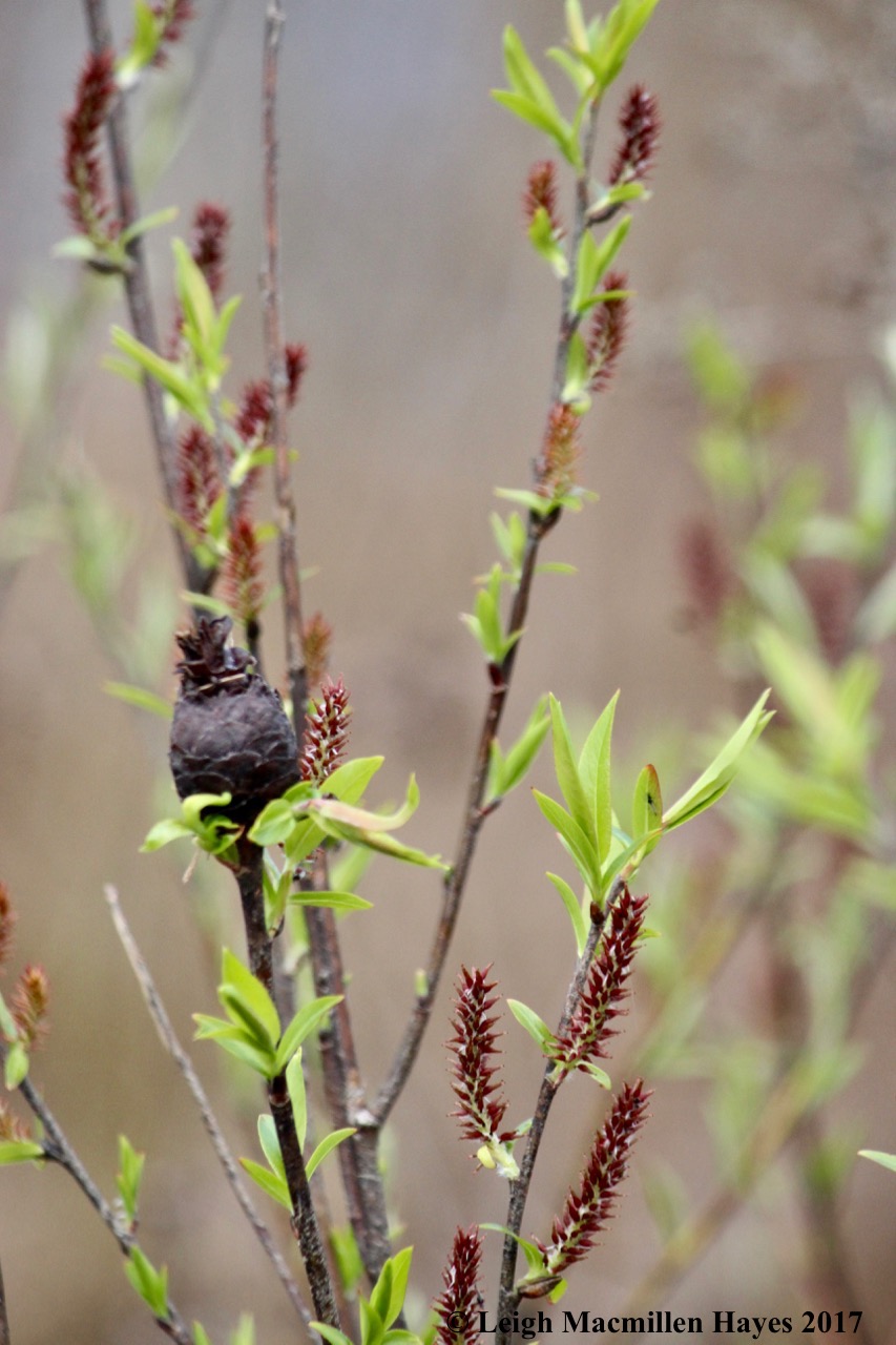 b-willow pine cone gall caused by midge