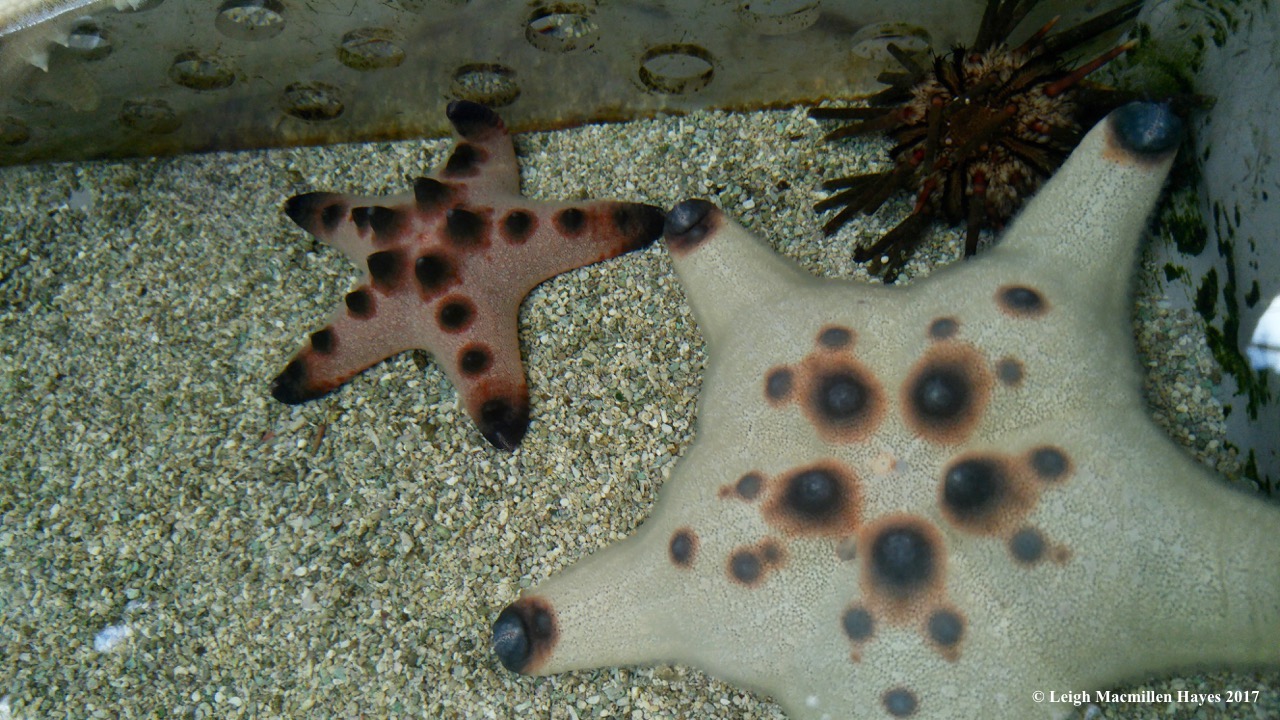 c-starfish1