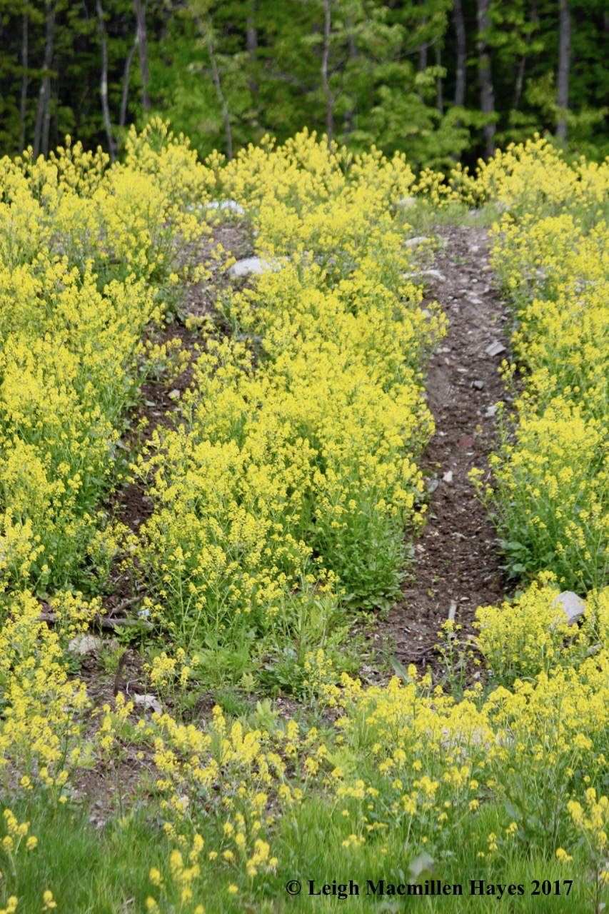 o-early yellow rocket 1