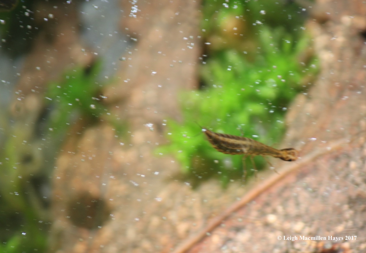 o-water scavenger larvae