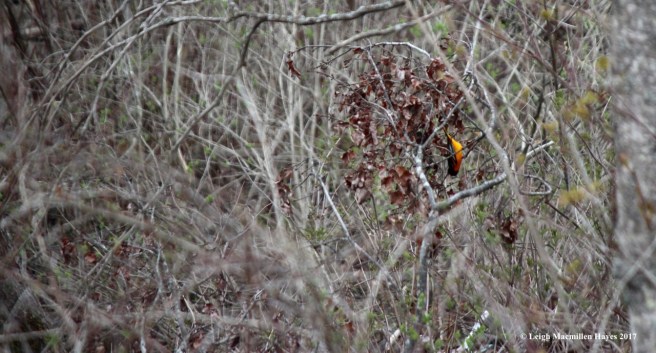 p-baltimore upside down