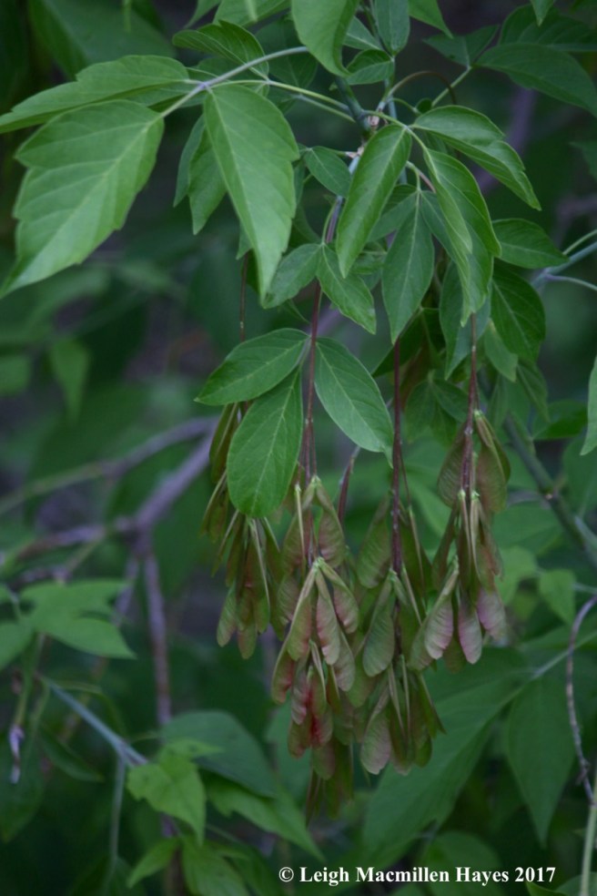 p-boxelder samaras