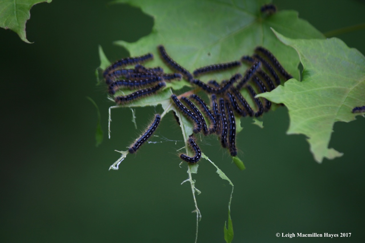 p-caterpillars on maple leaf