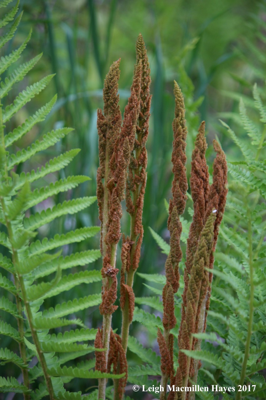 p-cinnamon fern fertile frond