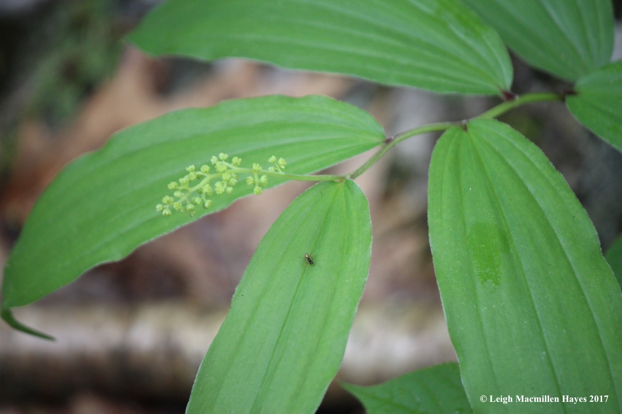 p-false solomon seal
