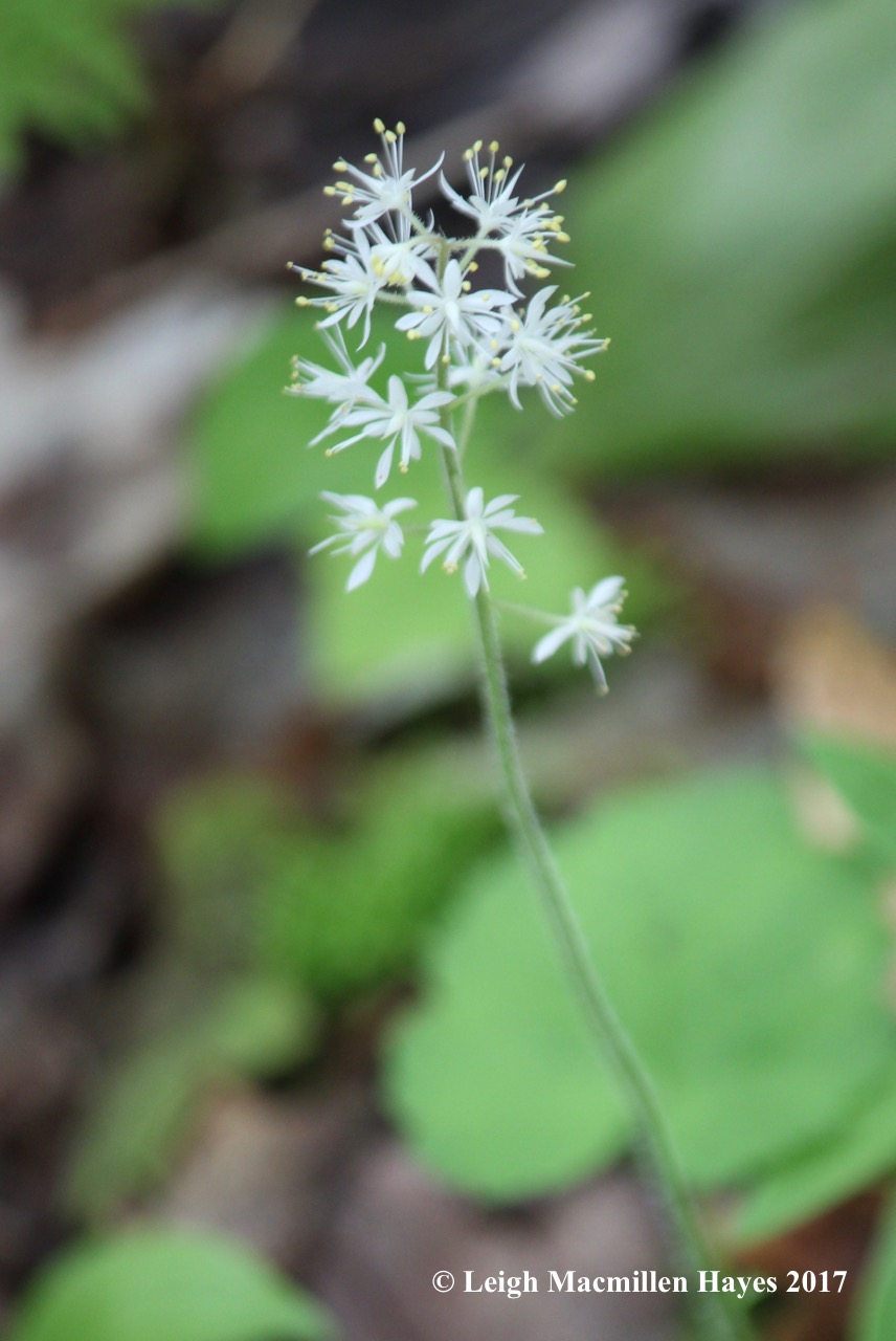 p-foamflower 1