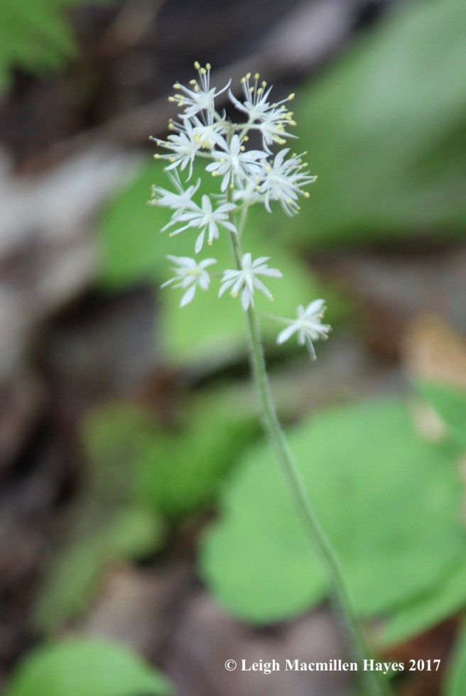 p-foamflower 1