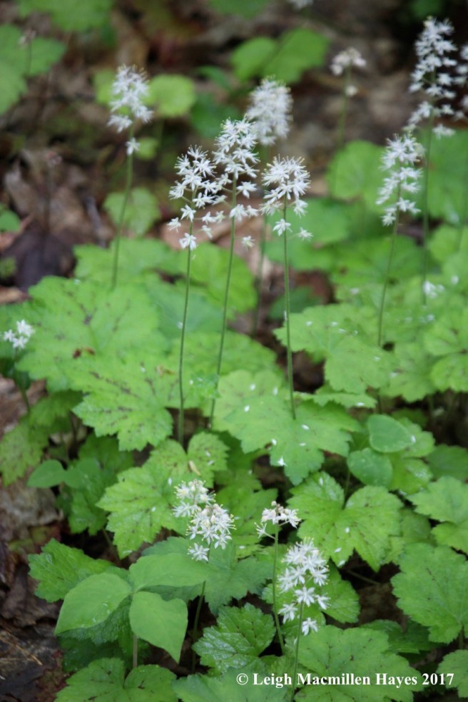 p-foamflower carpet