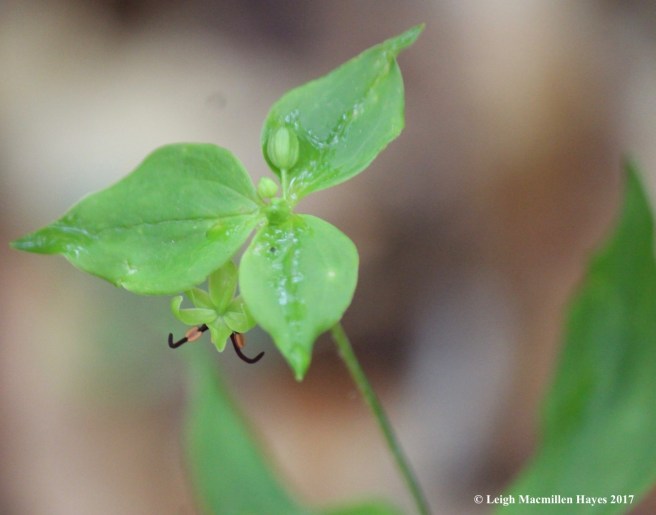 p-Indian Cucumber flower 2