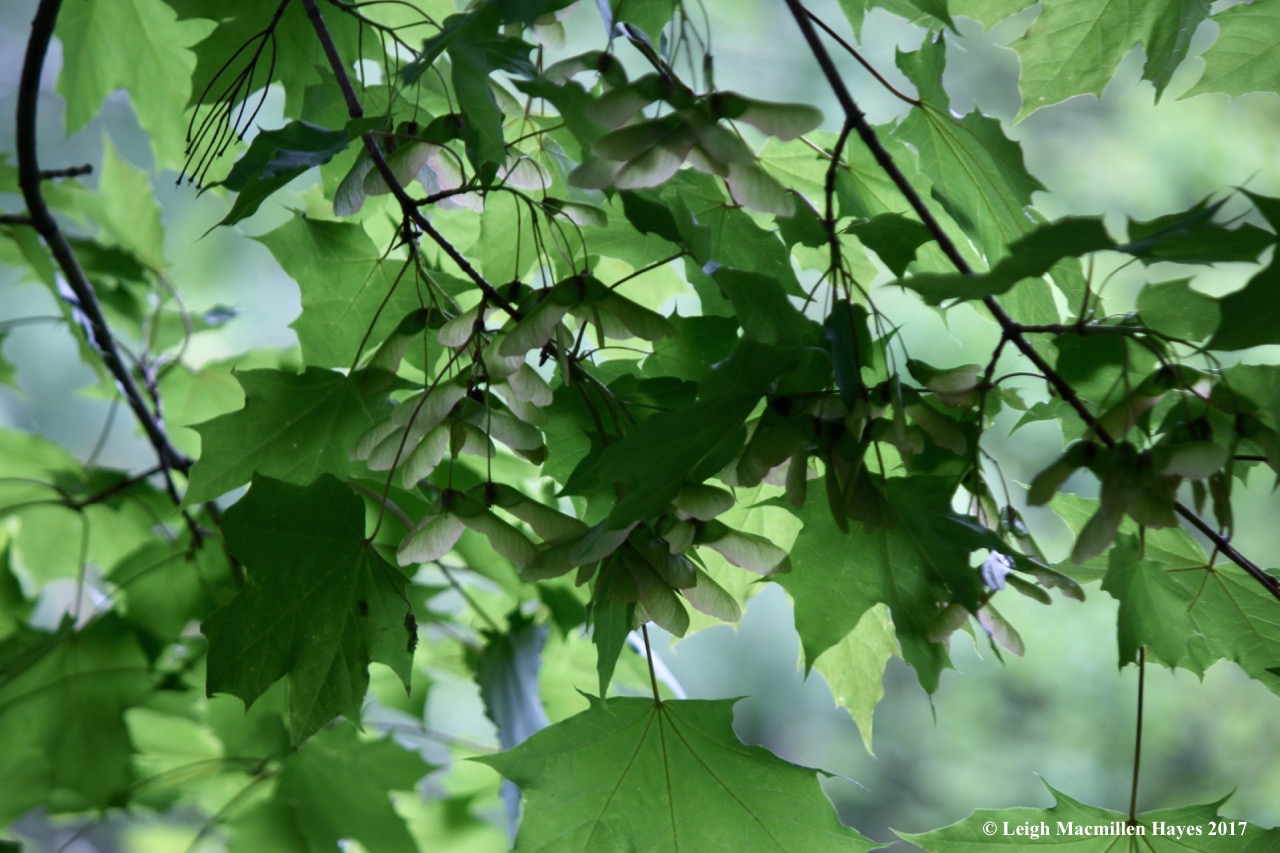 p-NOrway maple and samaras