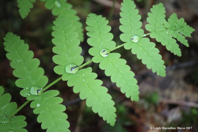 p-raindrops all in a row