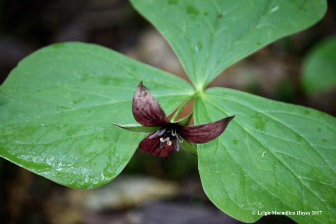 p-red trillium