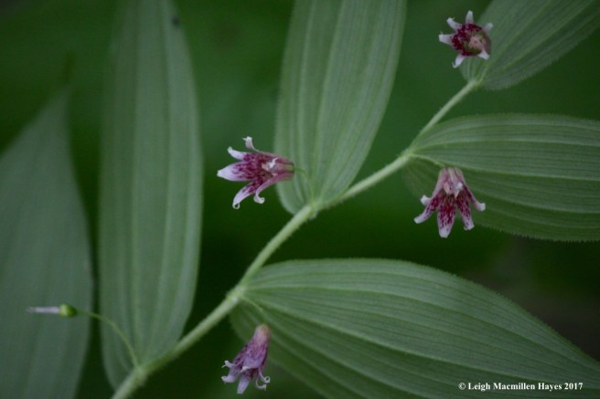 p-Rose Twisted Stalk or Rosybells