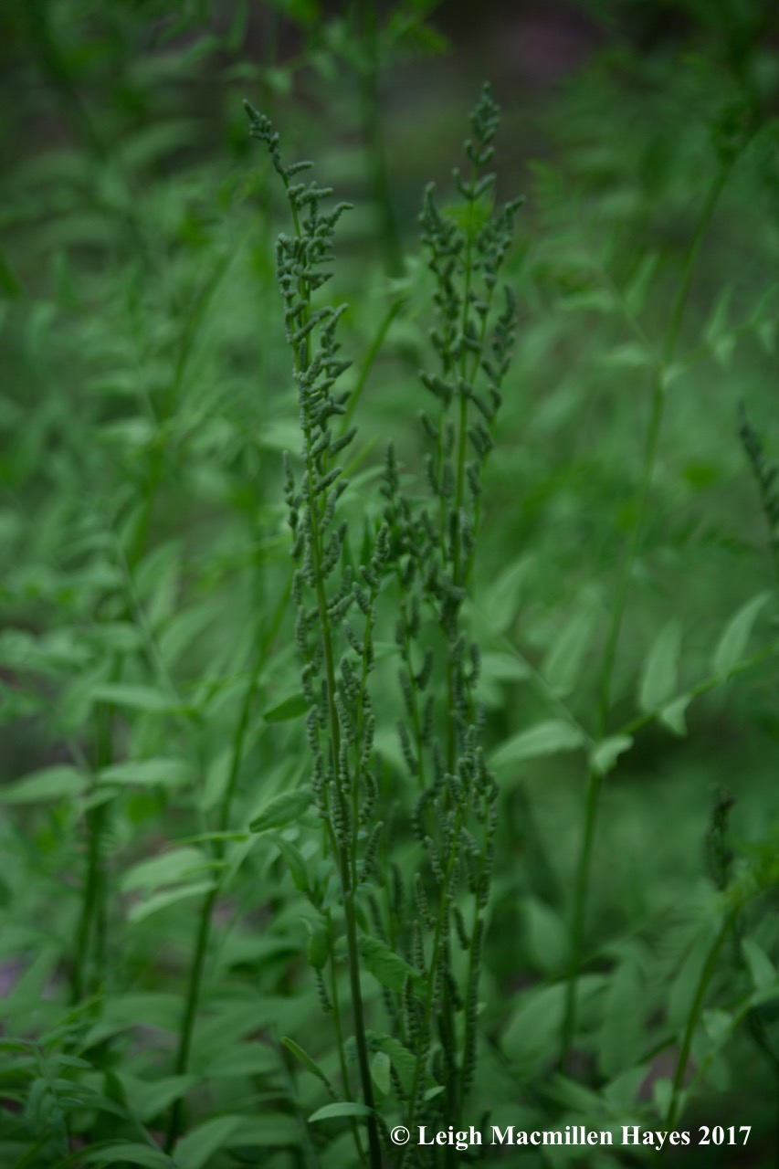 p-royal fern fertile fronds