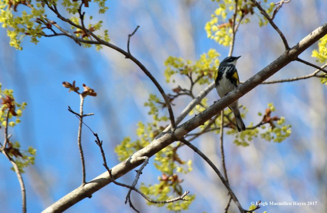 p-yellow-rumped warbler