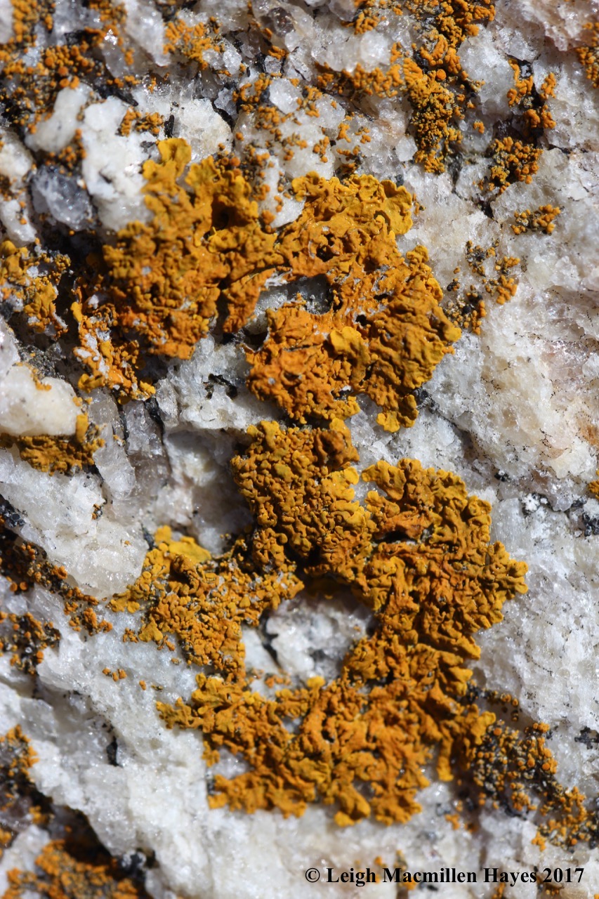 p14-sunburst lichen
