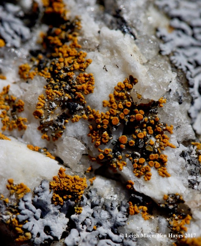 p15-lichen disks
