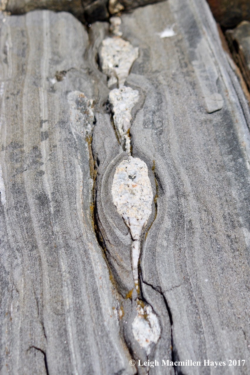 p33--buodoin--sausage 1