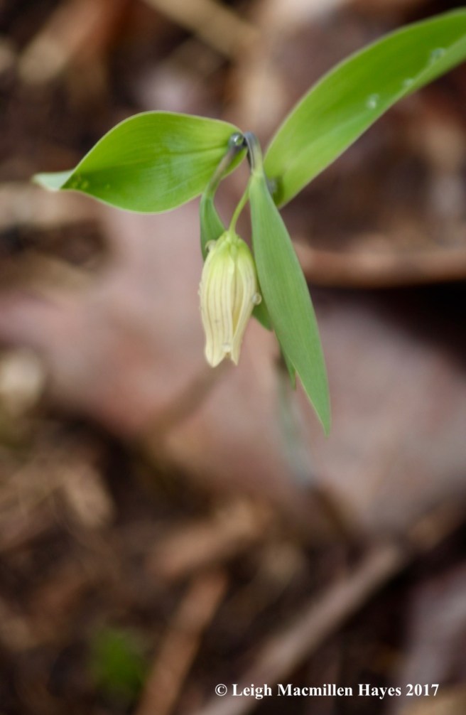 s-bellwort