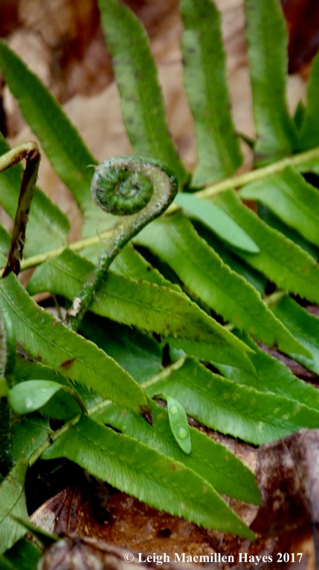 s-Christmas fern crosier