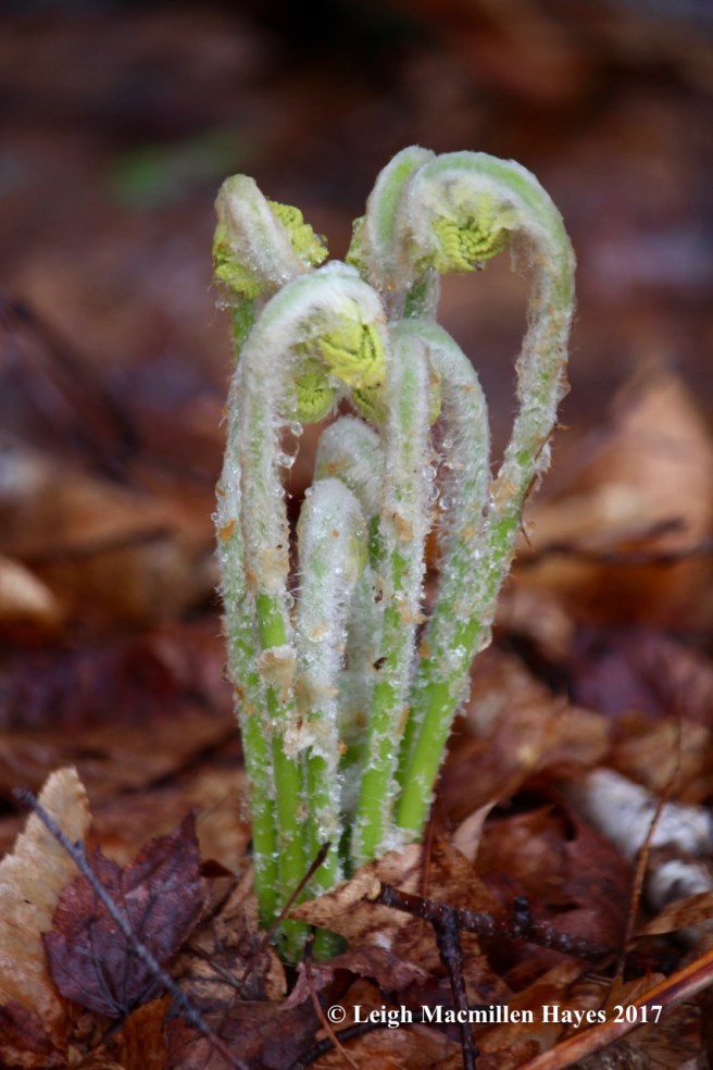 s-cinnamon or interrupted