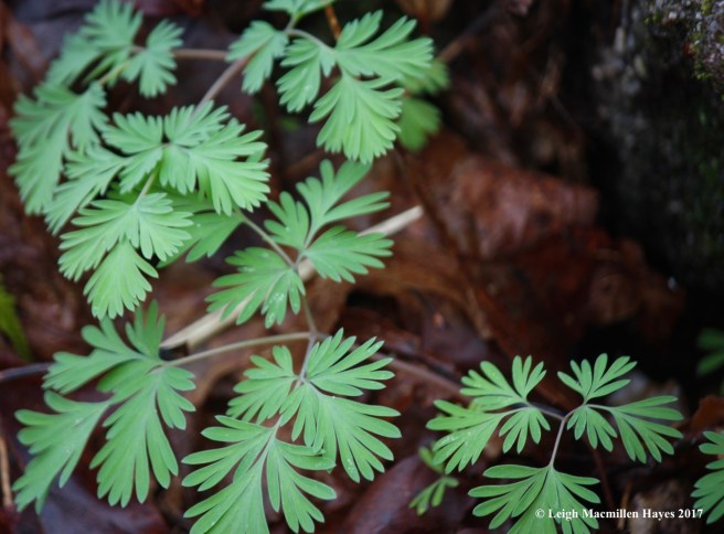 s-dutchman's britches leaves