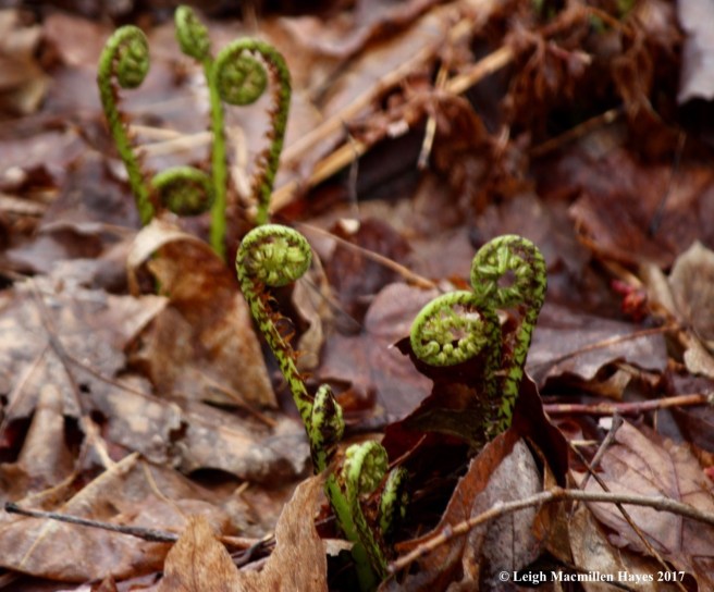 s-lady fern crosiers