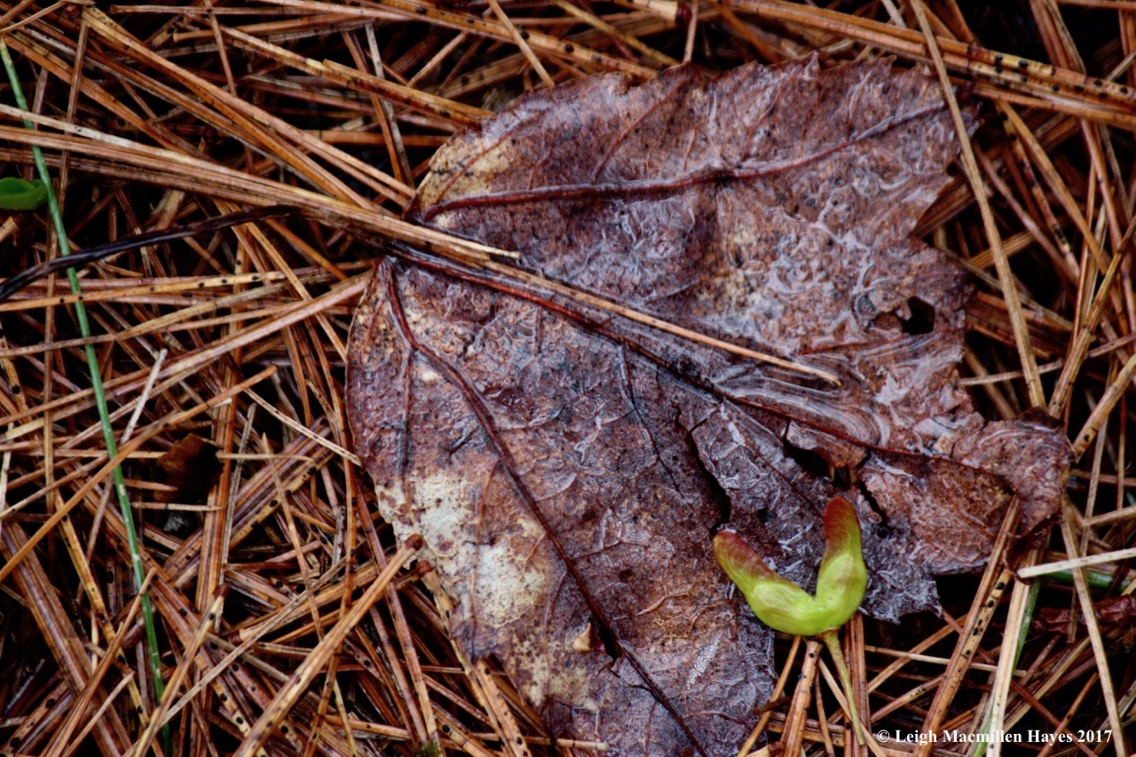 v-maple leaf and samara