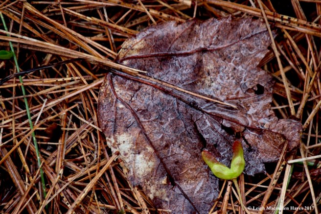 v-maple leaf and samara