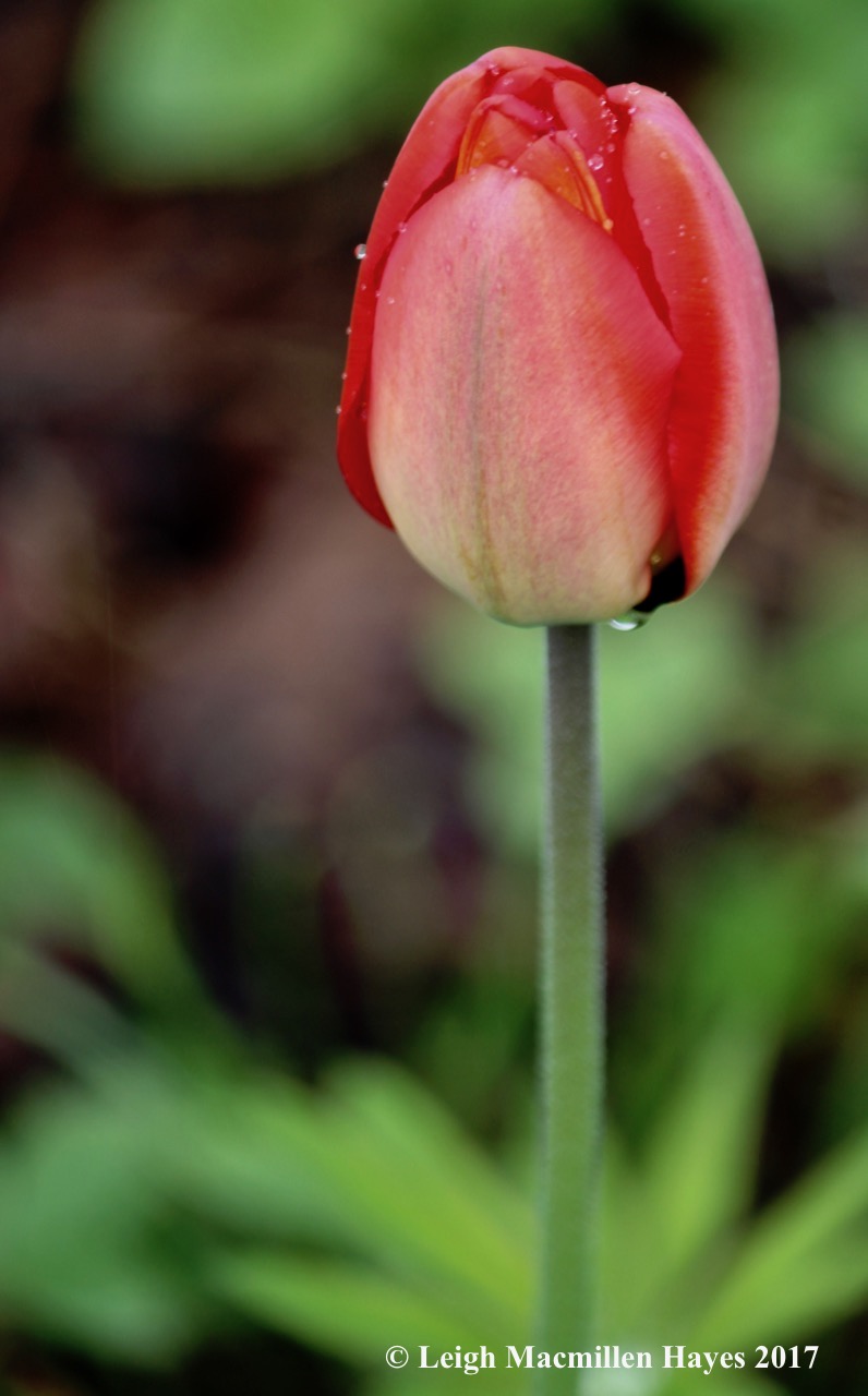 v-tulip 1