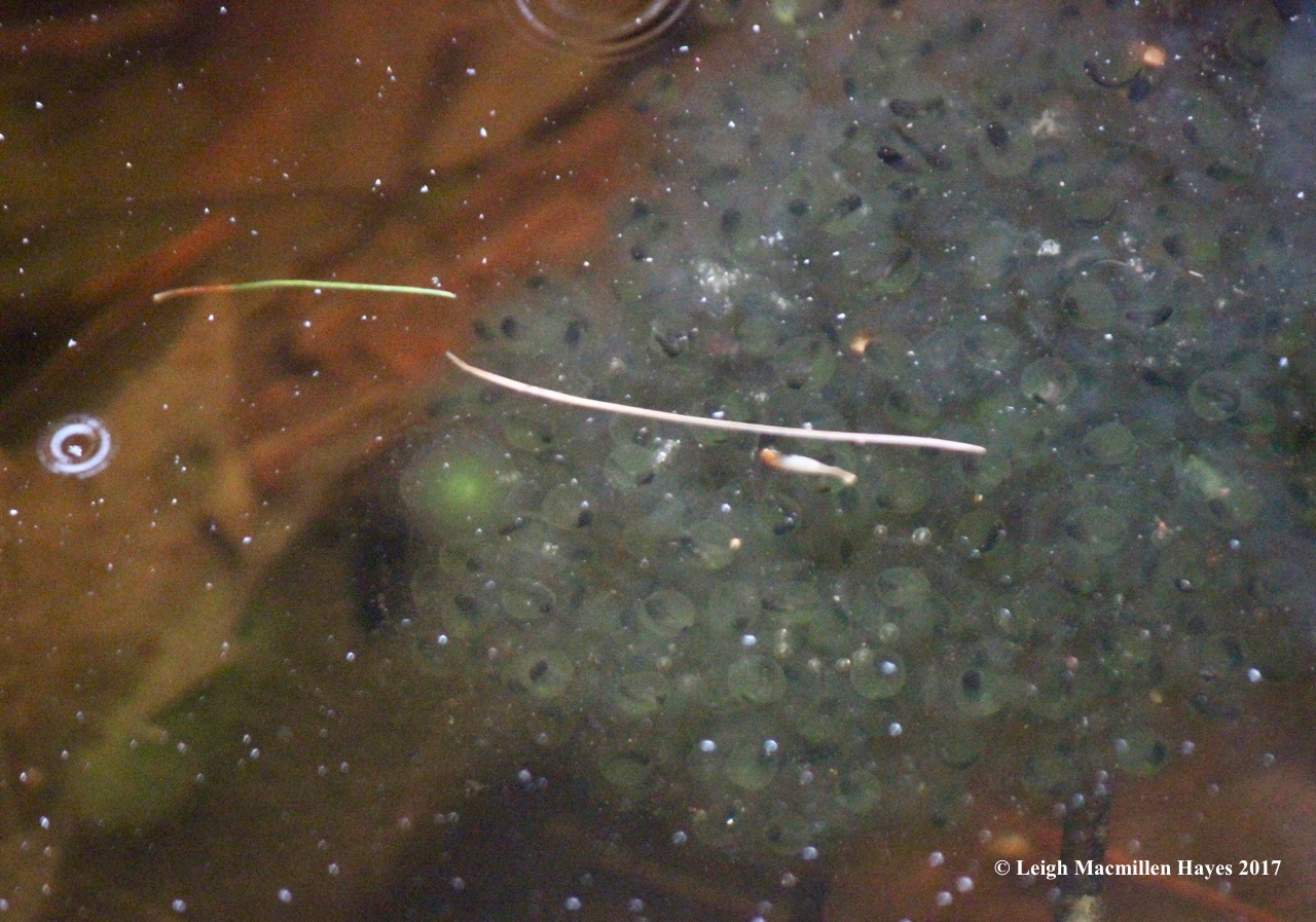 v-wood frog eggs developing