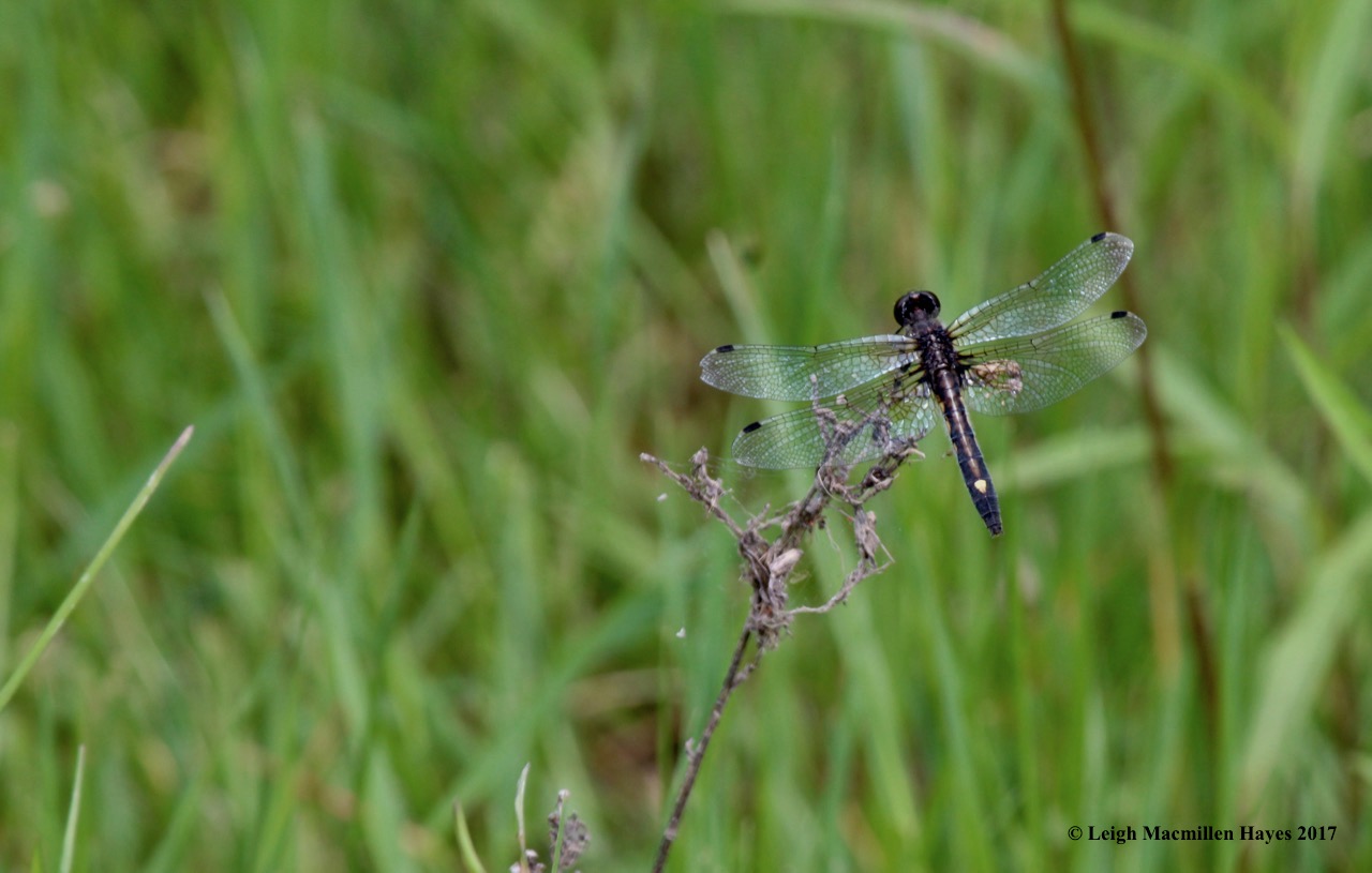 b-dot-spotted white face 2