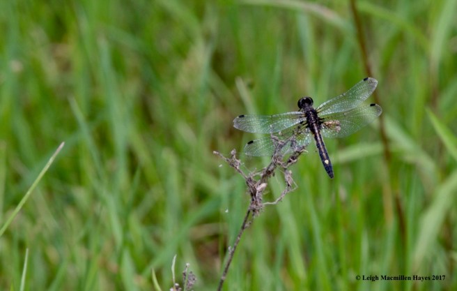 b-dot-spotted white face 2